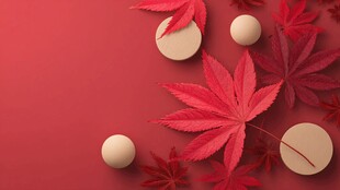 红底枫叶与圆的秋日景致