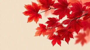 秋日红枫叶 绚丽之景