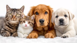 猫狗同框的温馨瞬间