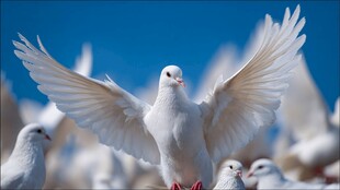 展翅白鸽的优雅瞬间