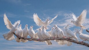 白鸽栖枝展翼蓝天之下