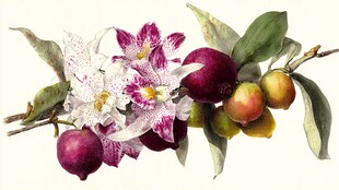 花枝硕果 多彩花卉与果实