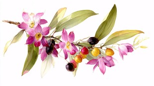 水彩绘多彩花卉与果实