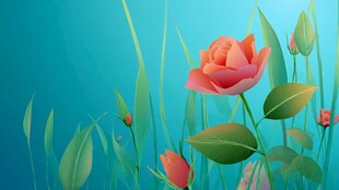 蓝背景下娇艳绽放的玫瑰