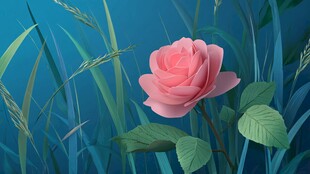 粉色玫瑰绽放于绿草间