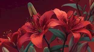 艳丽红百合绽放姿态