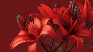 鲜艳红百合绽放