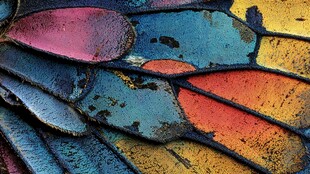 多彩斑斓的蝴蝶翅膀纹理