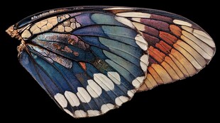 多彩斑斓蝴蝶翅膀特写