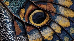 蝴蝶翅膀上的绚丽纹理