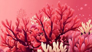 梦幻珊瑚绽放海底美景