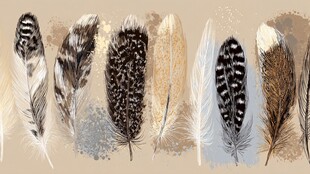 多彩羽毛艺术插画展示