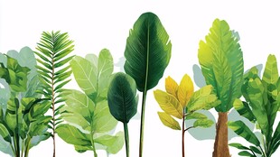 热带绿植清新插画