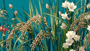 稻花绽放的清新田园景致