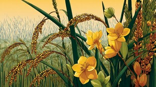 田野中的明艳花卉与谷物