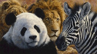 熊猫斑马狮子同框画面
