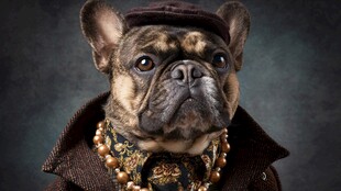 时尚装扮的法国斗牛犬