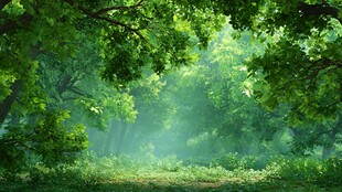 梦幻绿意森林清晨景象