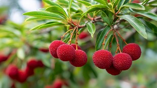 枝头红杨梅 饱满诱人