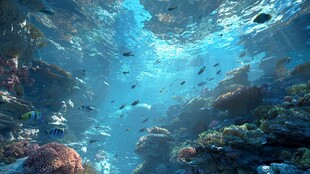 梦幻海底世界的缤纷景观