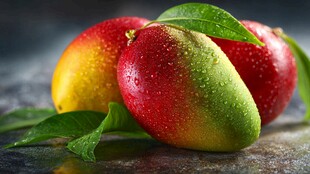 新鲜多彩芒果带露绿叶旁