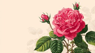 娇艳盛开的复古风粉红色玫瑰