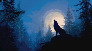 月夜孤狼山林嚎叫