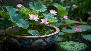 青花瓷盆中的娇艳荷花