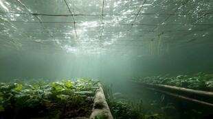 水下植物景观的奇幻世界