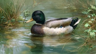 水中游弋的绿头野鸭