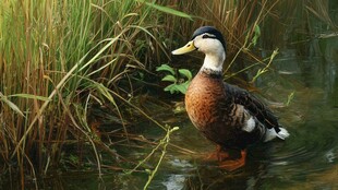 溪边站立的美丽野鸭
