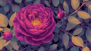 紫色绽放玫瑰与绿叶