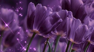 梦幻紫郁金香绽放美景