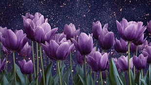 梦幻紫郁金香星空夜景