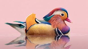 多彩鸳鸯水中优雅倒影