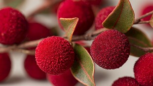 鲜红饱满的杨梅果实