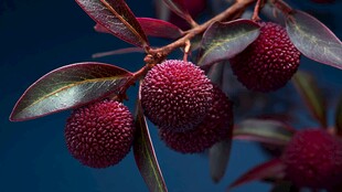 枝头红杨梅 色泽诱人