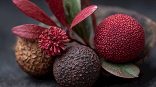 多彩果实与红叶的美妙组合