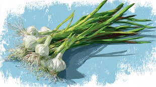 新鲜蒜苗插画展示