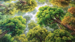 梦幻森林绿意盎然景象