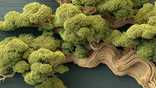 苍劲盆景绿意盎然展风姿