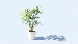 白色花盆中的翠绿盆栽