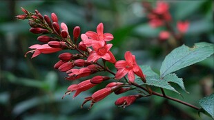 艳丽红穗花特写