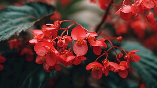 娇艳红海棠绽放之美