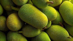 饱满的菠萝蜜果实大集合