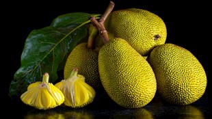 饱满菠萝蜜 果肉金黄诱人