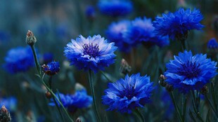 蓝矢车菊绽放的美丽瞬间