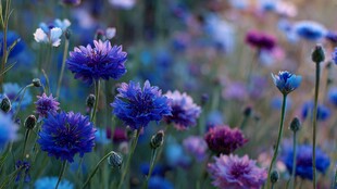 梦幻蓝紫色矢车菊花海