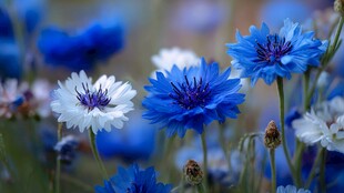 蓝白矢车菊绽放的美丽