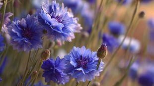 蓝花绽放 尽显自然之美